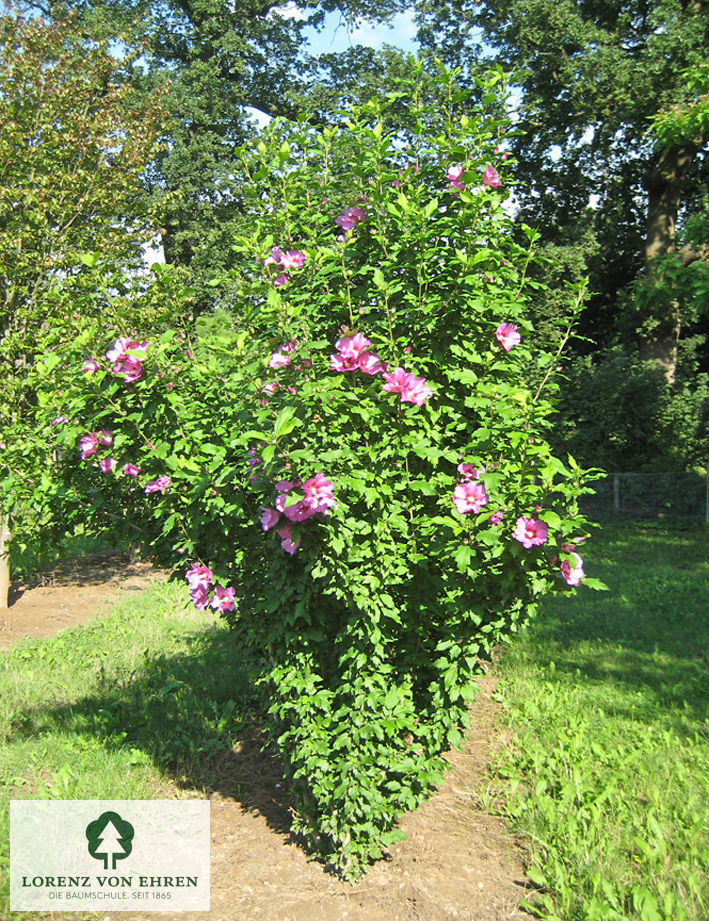Hibiscus syriacus 'Hamabo'