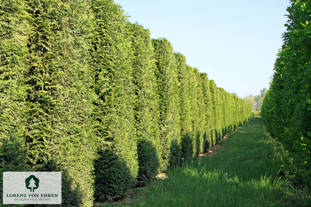 Thuja occidentalis 'Brabant'