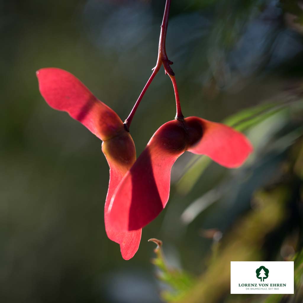 Acer palmatum 'Dissectum Garnet'