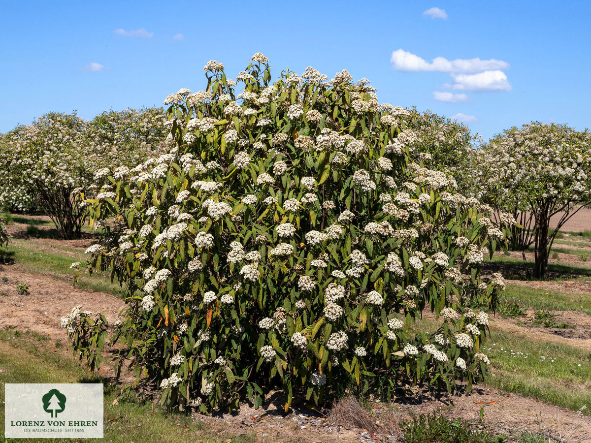 Viburnum rhytidophyllum