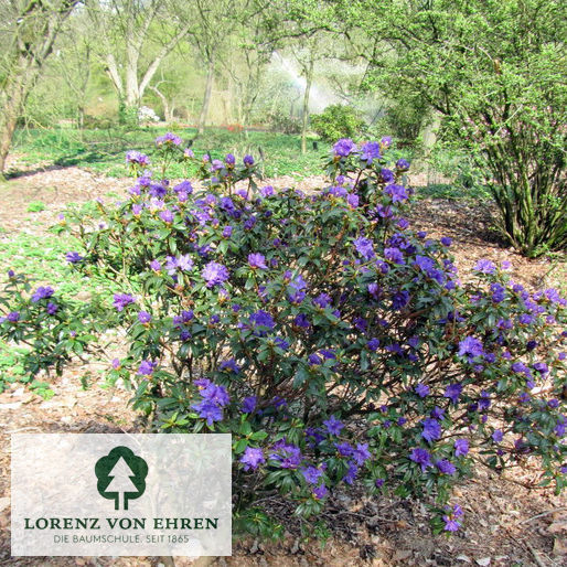 Rhododendron russatum 'Gletschernacht'