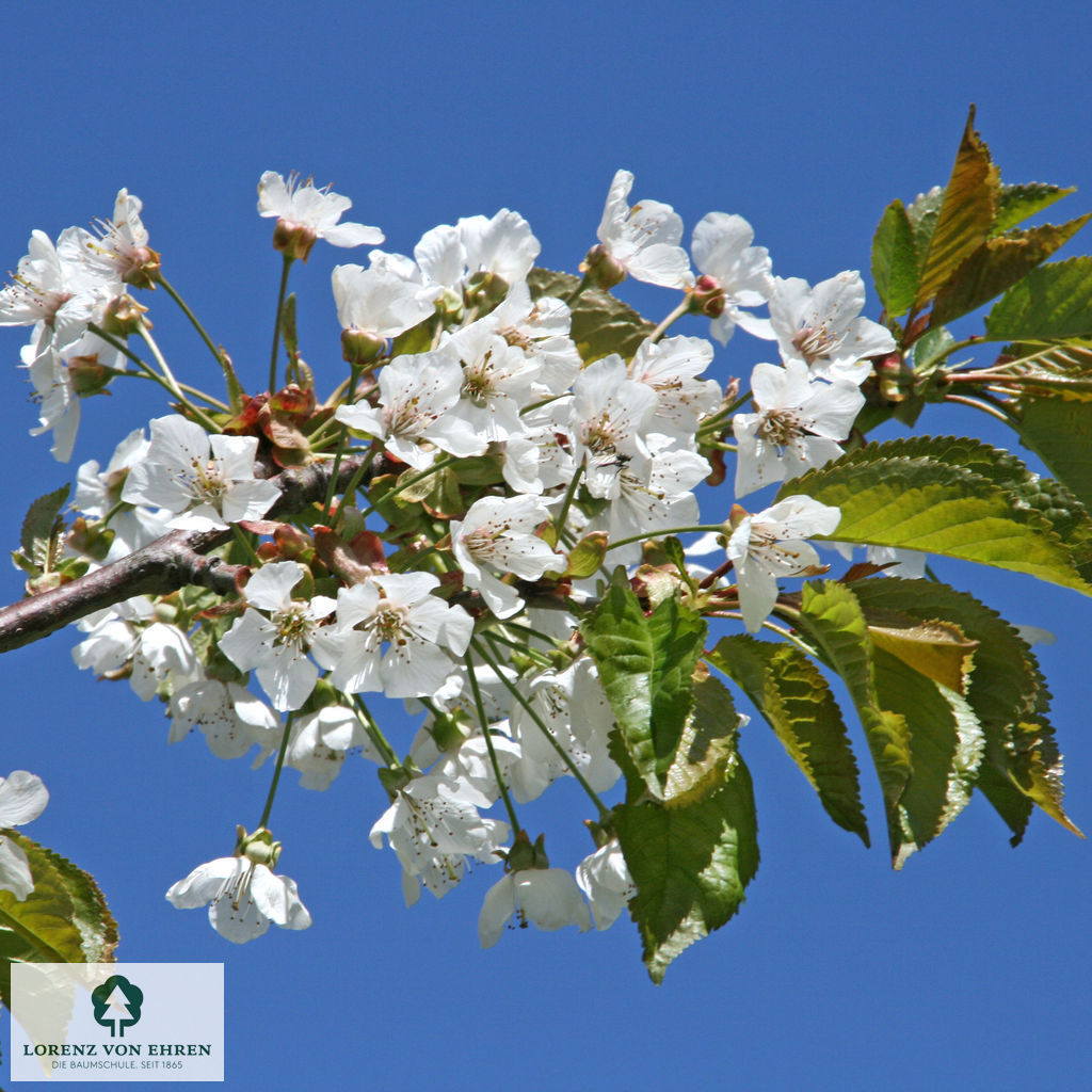 Prunus avium 'Kordia'