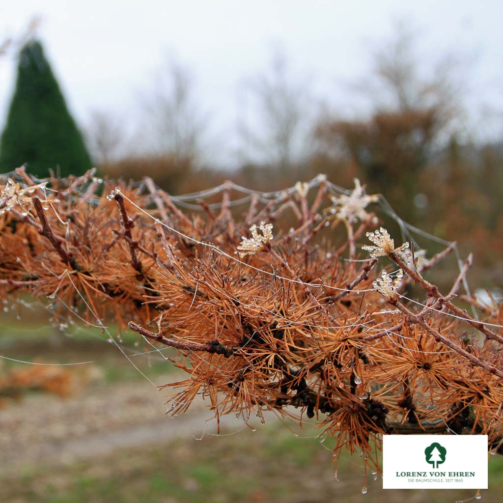 Japanische Lärche