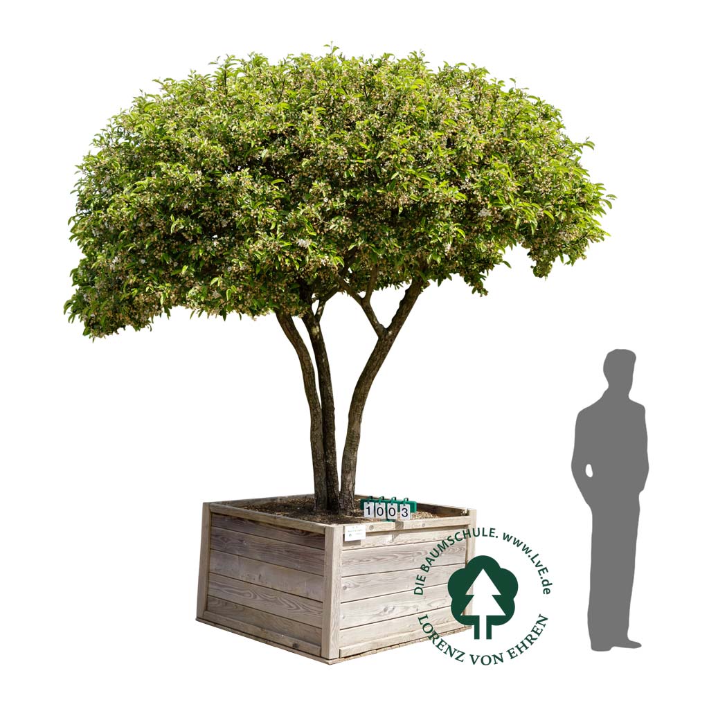 Japanischer Berg-Apfel 