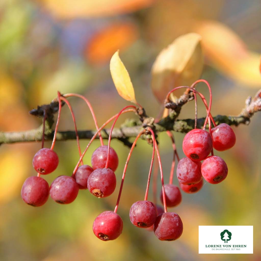 Japanischer Berg-Apfel