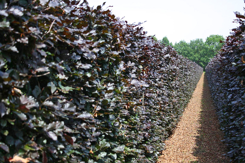 Rotlaubige Buchenhecke