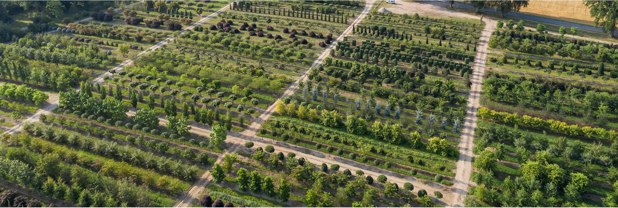 Entdecken Sie die angesagten Gehölztrends 2023 - Europäische Eibe, Kornelkirsche und Felsenbirne - bei Baumschule Lorenz von Ehren.