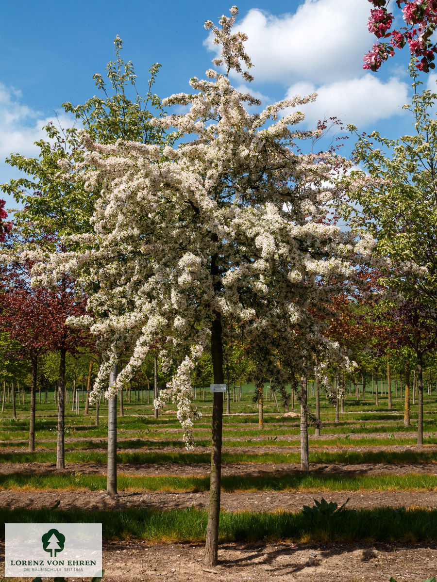 Malus floribunda