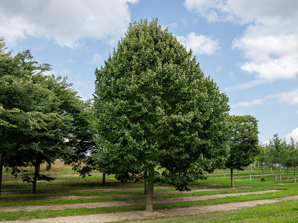 Eine wunderschöne große Linde