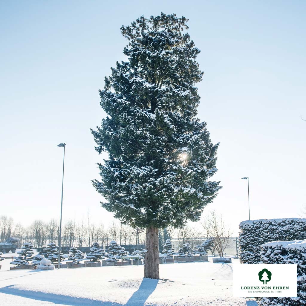 Taxus baccata (200) Unikat