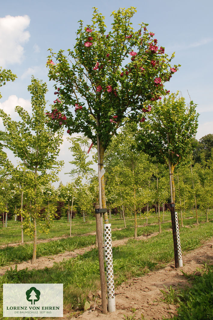 Hibiscus syriacus 'Woodbridge'
