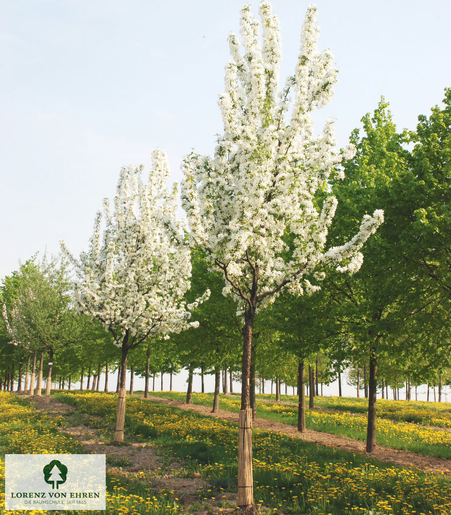 Malus baccata 'Street Parade'