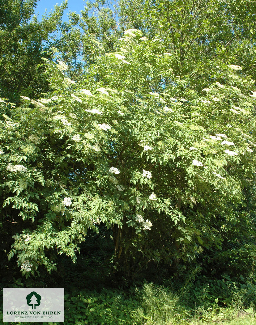 Sambucus nigra