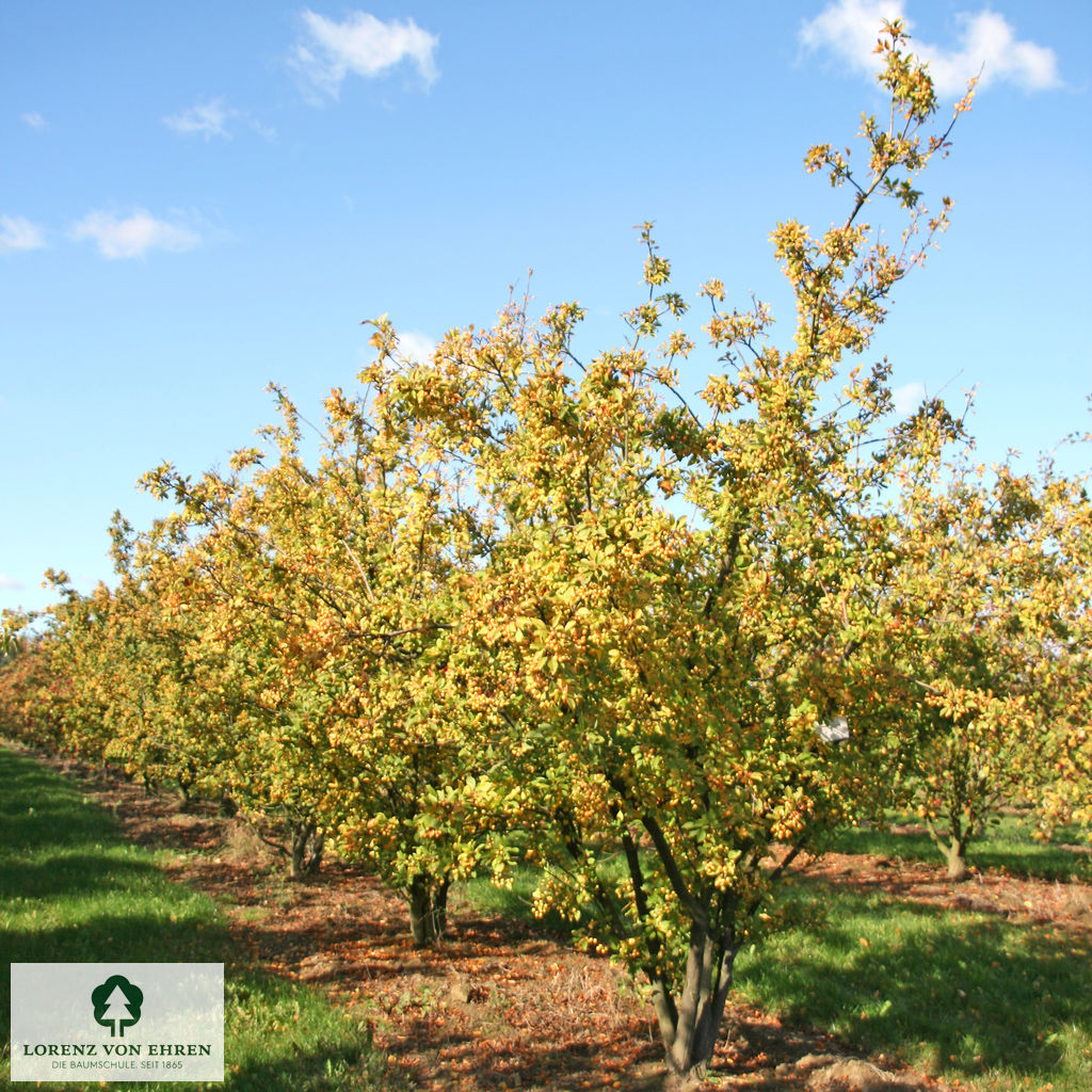Malus 'Wintergold'