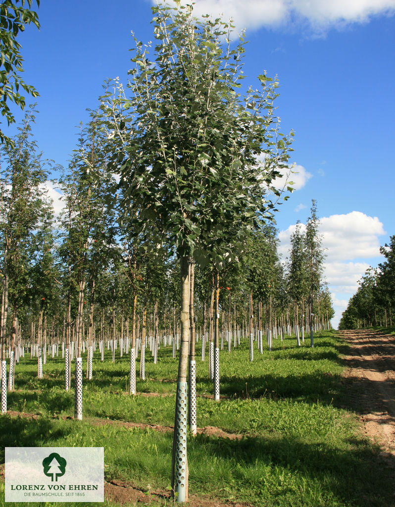 Populus alba 'Nivea'