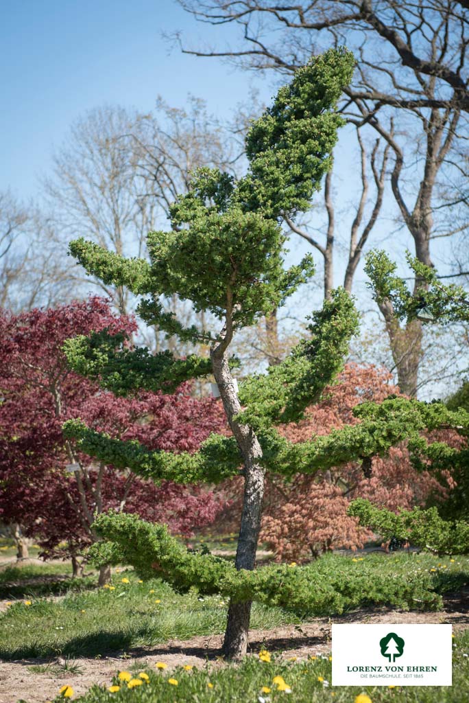 Larix kaempferi Unikat