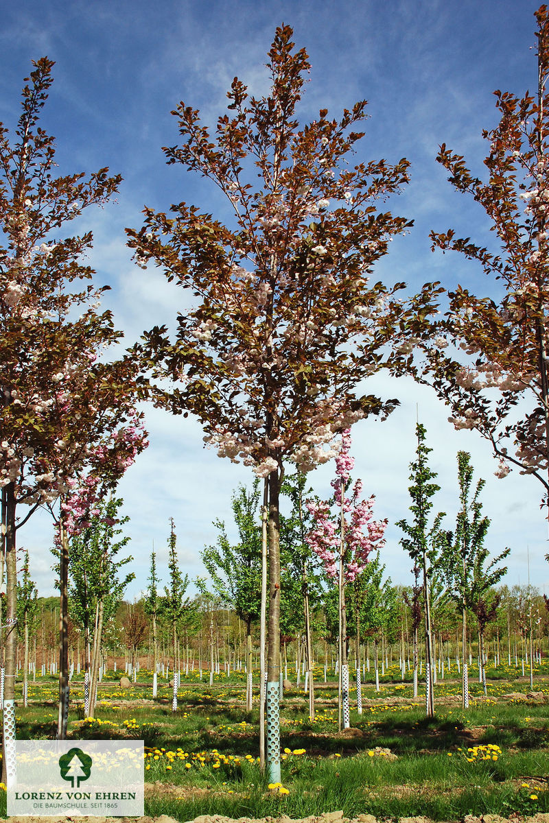 Prunus serrulata 'Shirofugen'