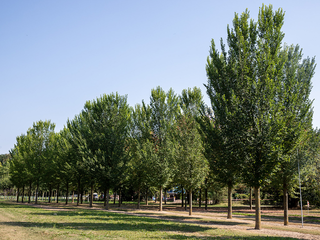 Grosse dunkelgrüne Ulmen 