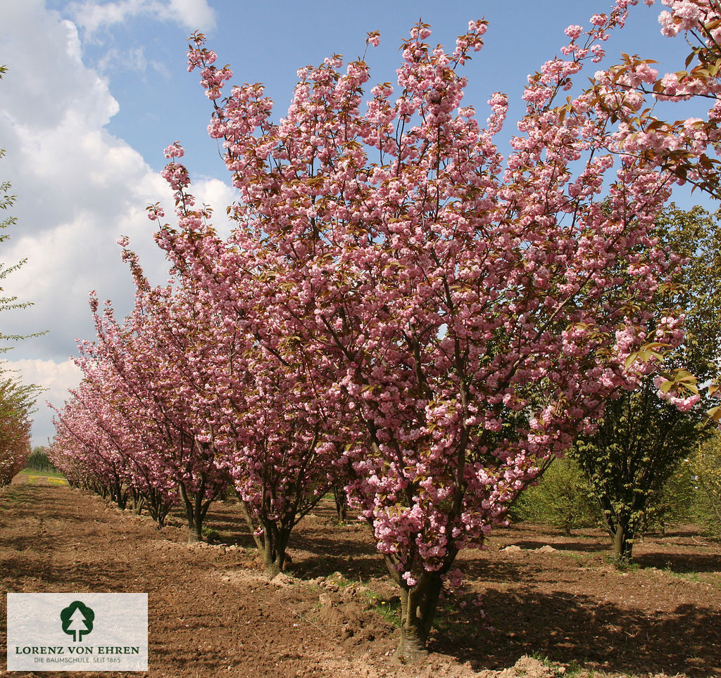 Prunus serrulata 'Kanzan'
