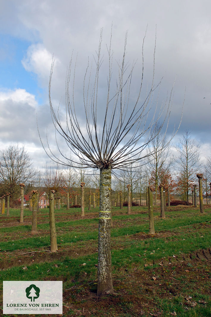 Populus alba 'Nivea'
