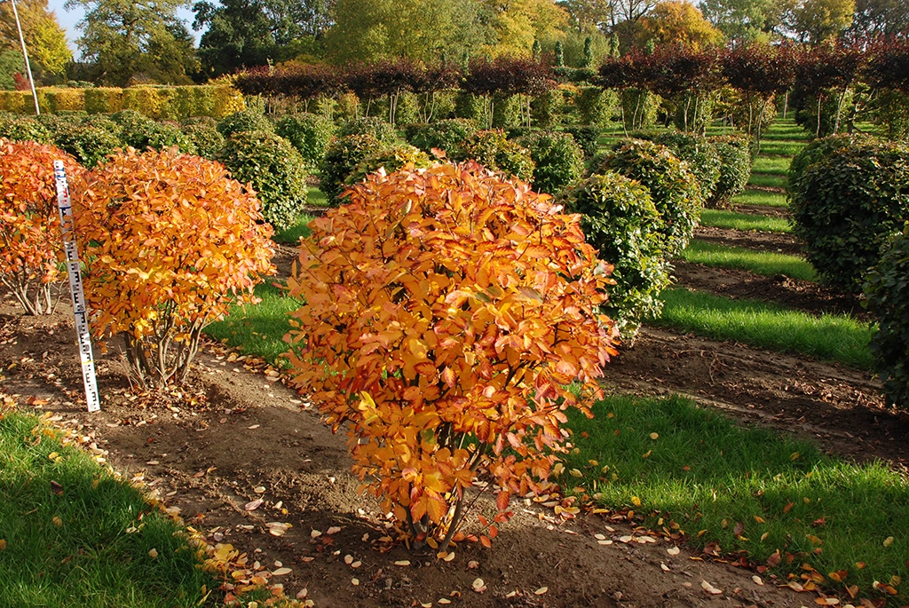 Orange gefärbte Kugel der Felsenbirne