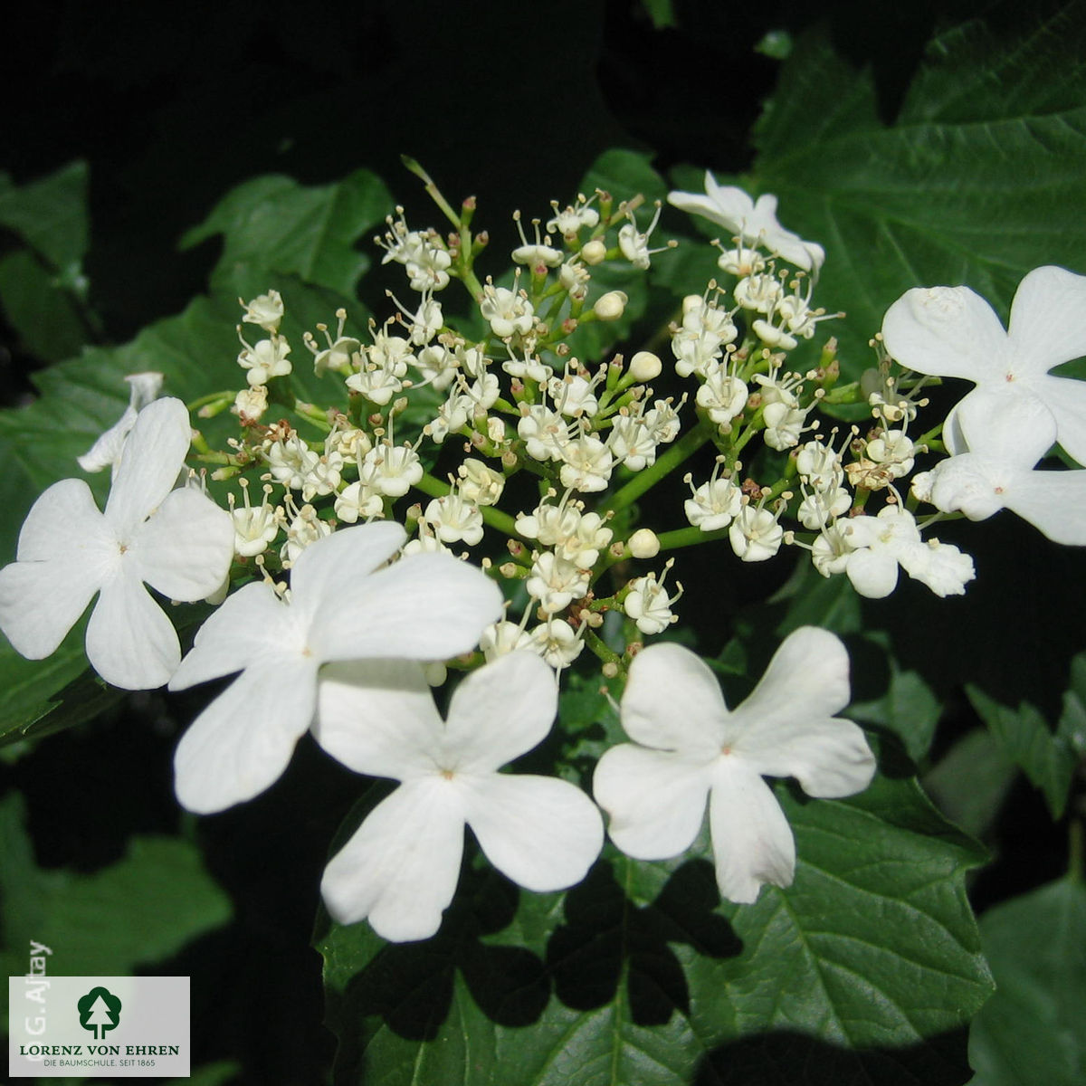 Viburnum opulus