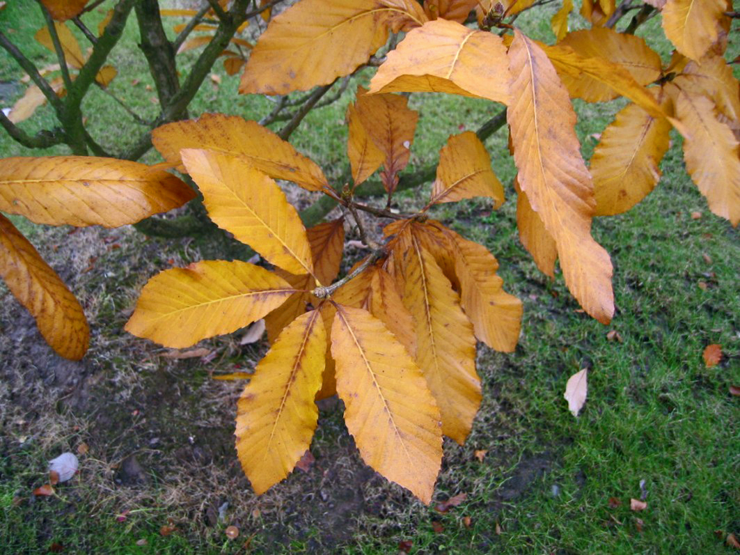 Quercus pontica Unikat