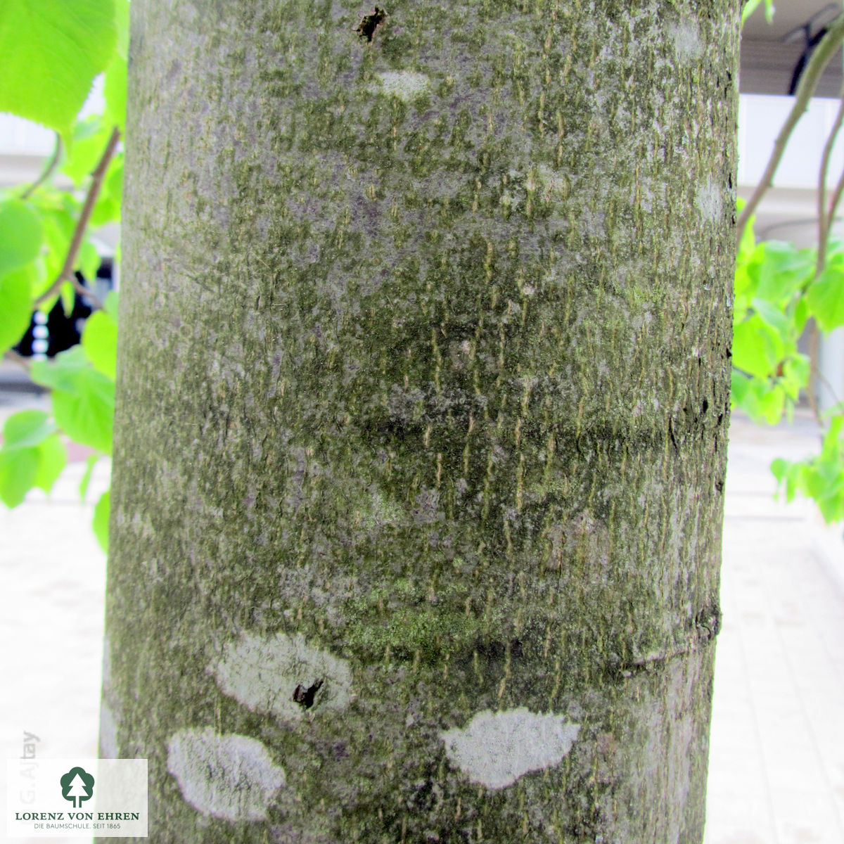 Tilia cordata 'Greenspire'