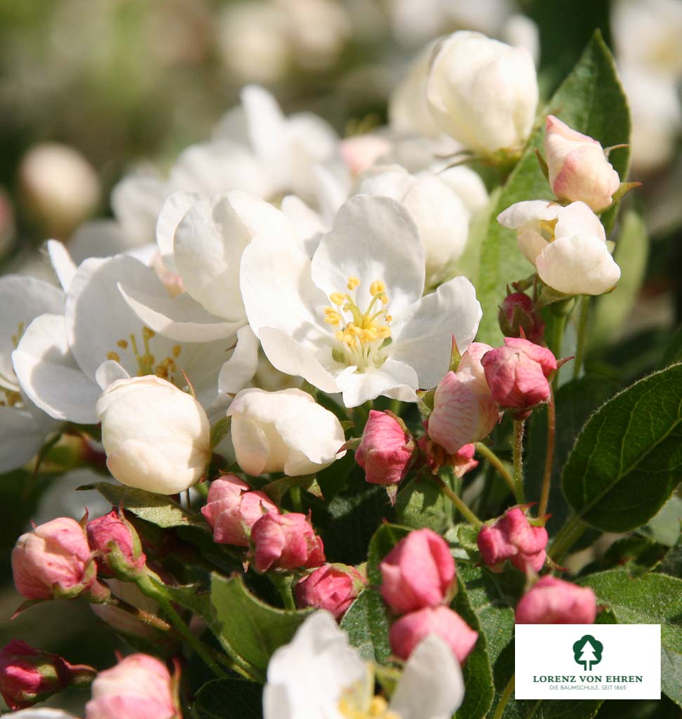 Japanischer Berg-Apfel