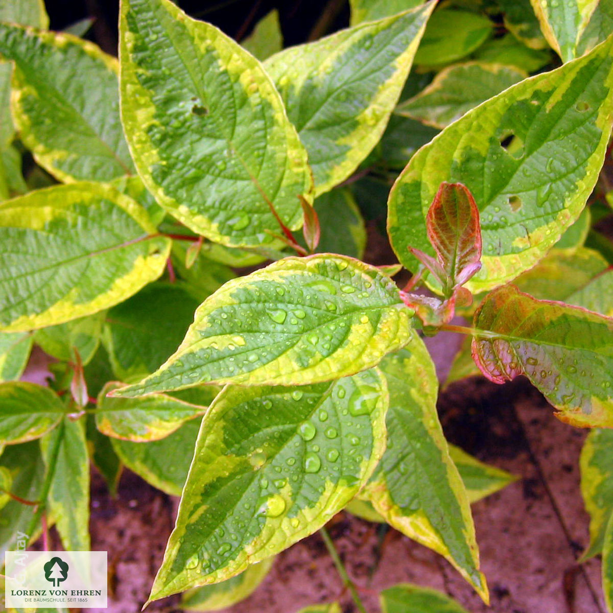 Cornus alba 'Spaethii'