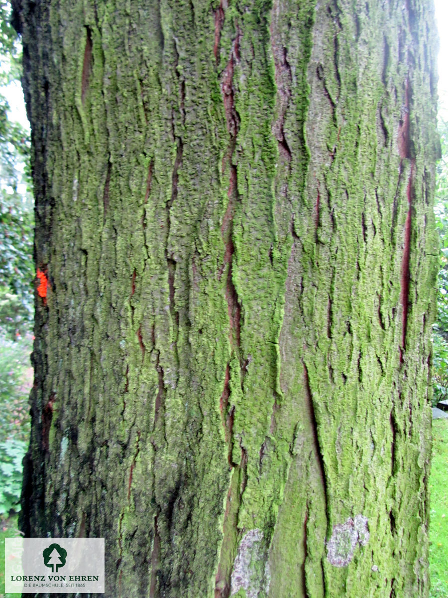Gleditsia triacanthos 'Skyline'