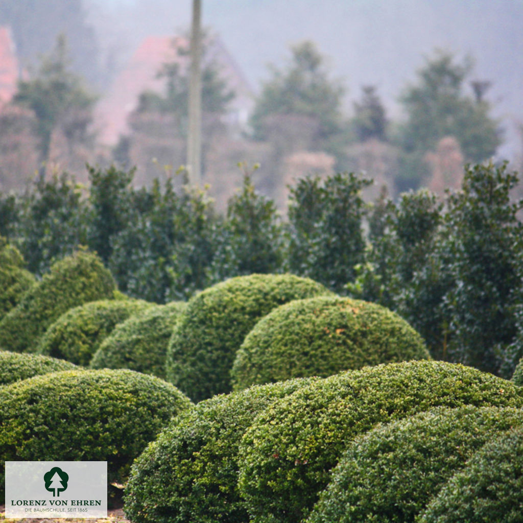 Ilex crenata 'Stokes'