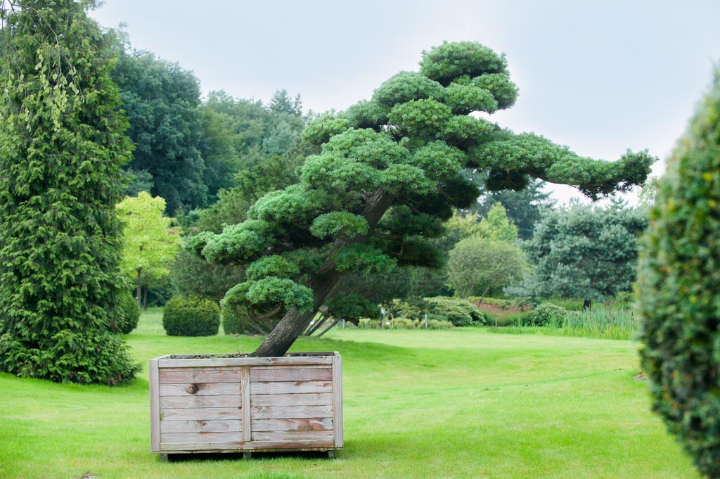 Pinus parviflora Unikat