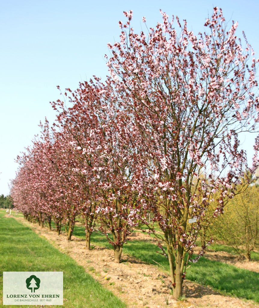 Prunus cerasifera 'Nigra'