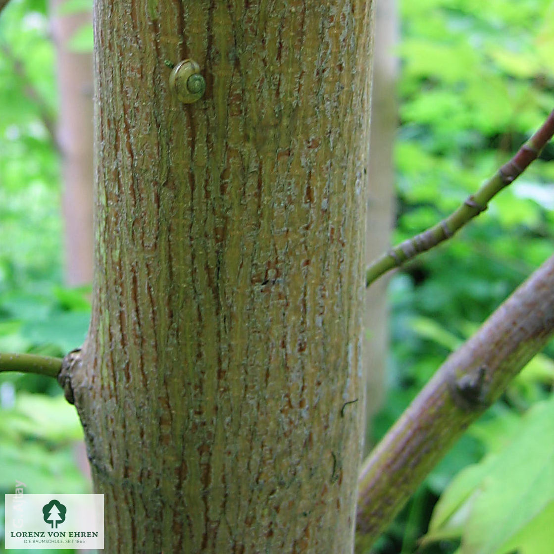Acer cappadocicum 'Aureum'