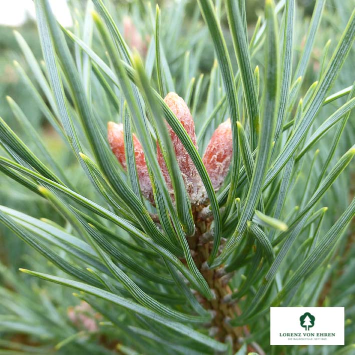 Strauch-Waldkiefer