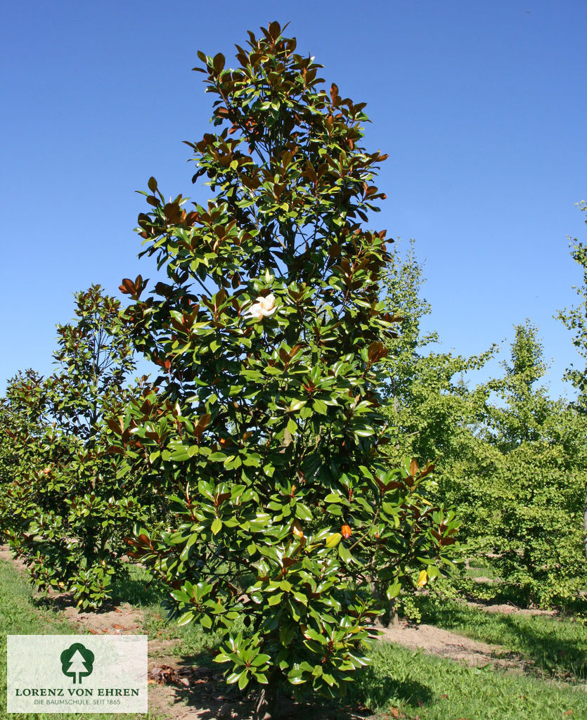 Magnolia grandiflora 'Blanchard'