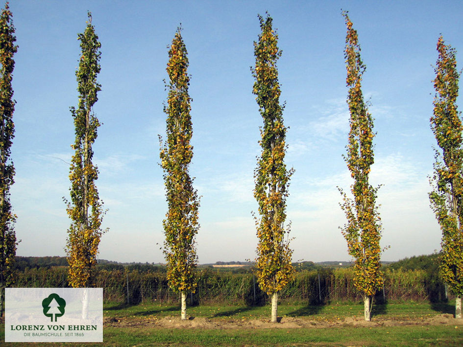 Populus tremula 'Erecta'
