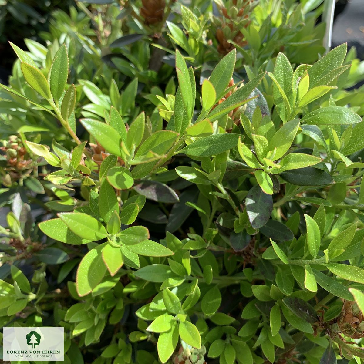 Rhododendron micranthum 'Bloombux'