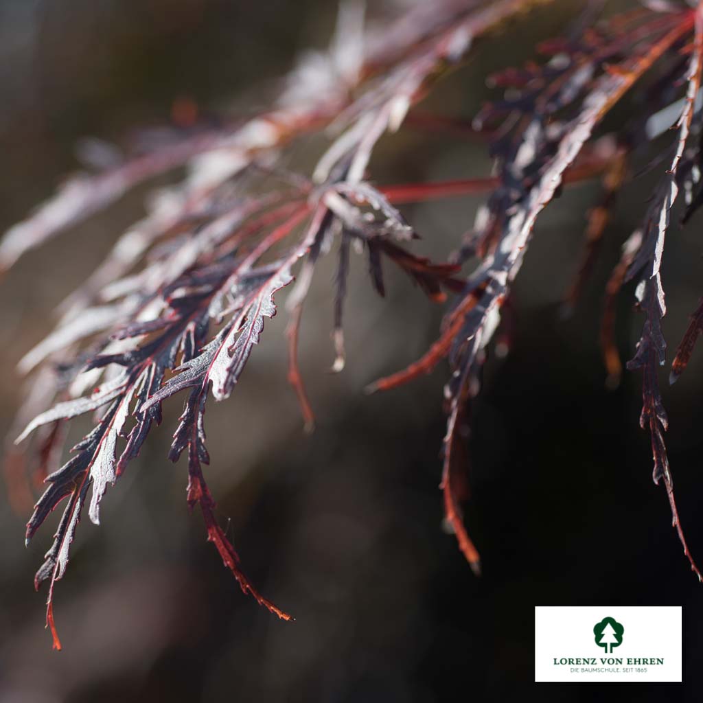 Acer palmatum 'Dissectum Garnet'