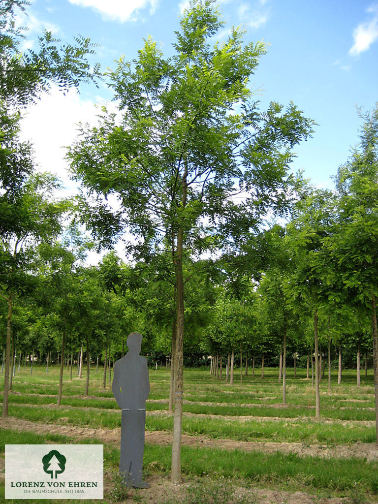 Sattgrüne lichte Krone auf einem hohen Stamm
