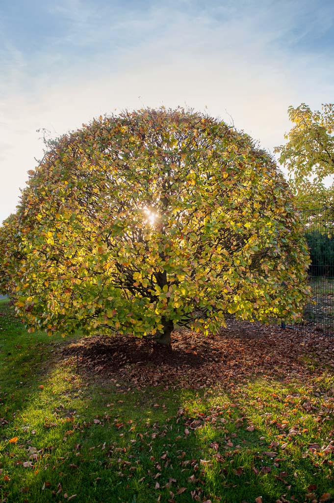 Fagus sylvatica Unikat