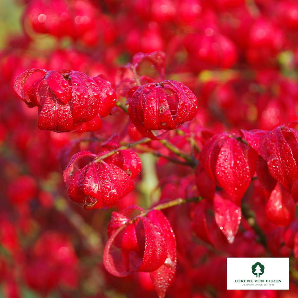 Flügel-Spindelstrauch