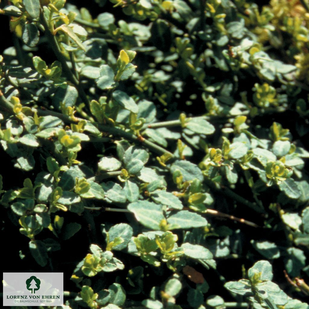 Euonymus fortunei 'Minimus'