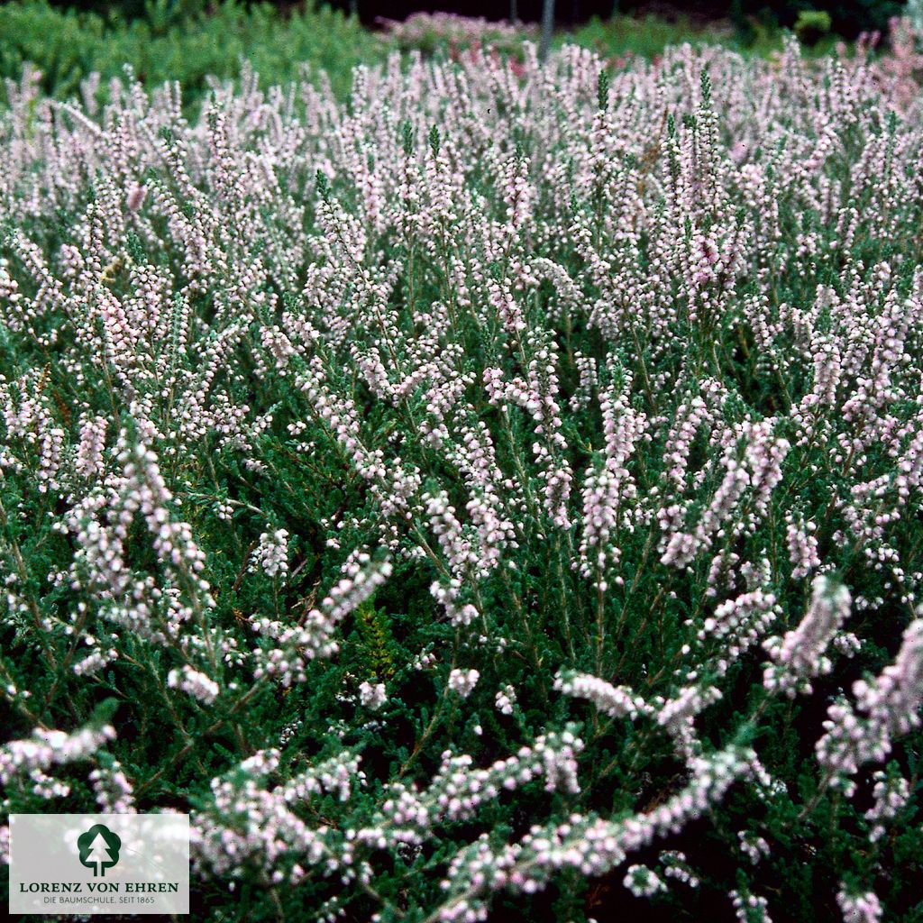 Calluna vulgaris 'Peter Sparkes'