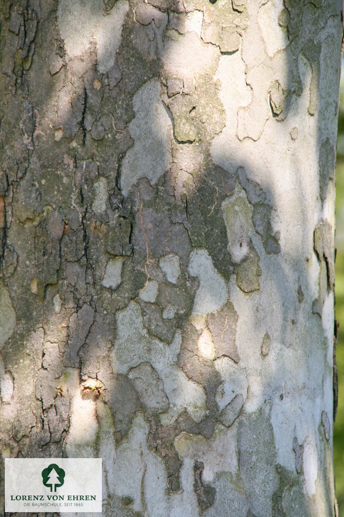 Platanus acerifolia