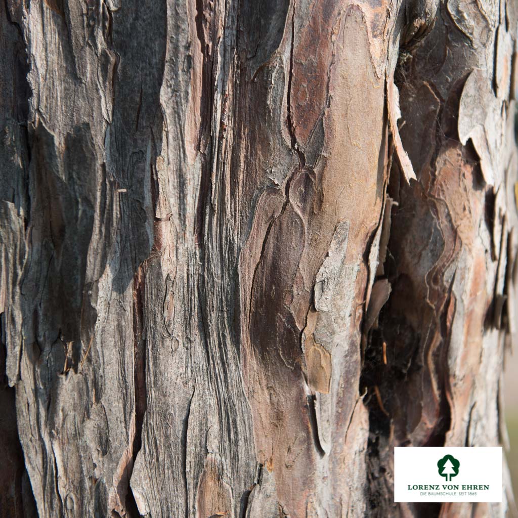 Taxus baccata Bonsai