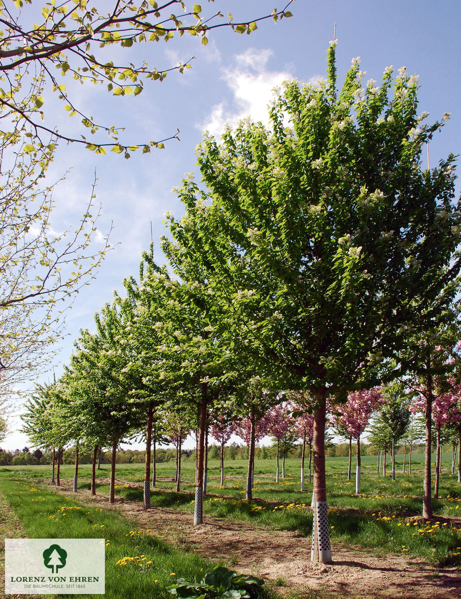 Prunus maackii 'Amber Beauty'