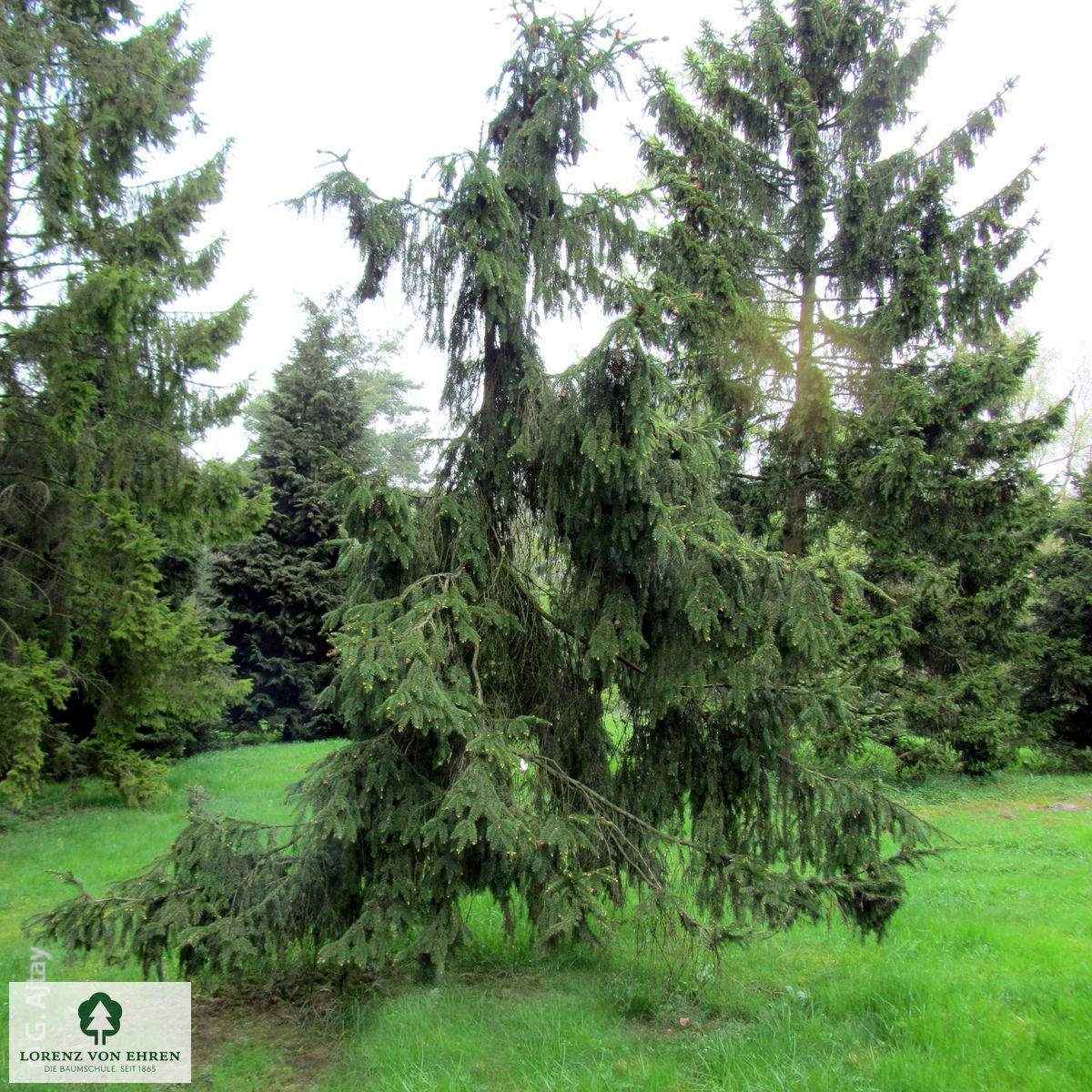 Picea abies 'Acrocona'