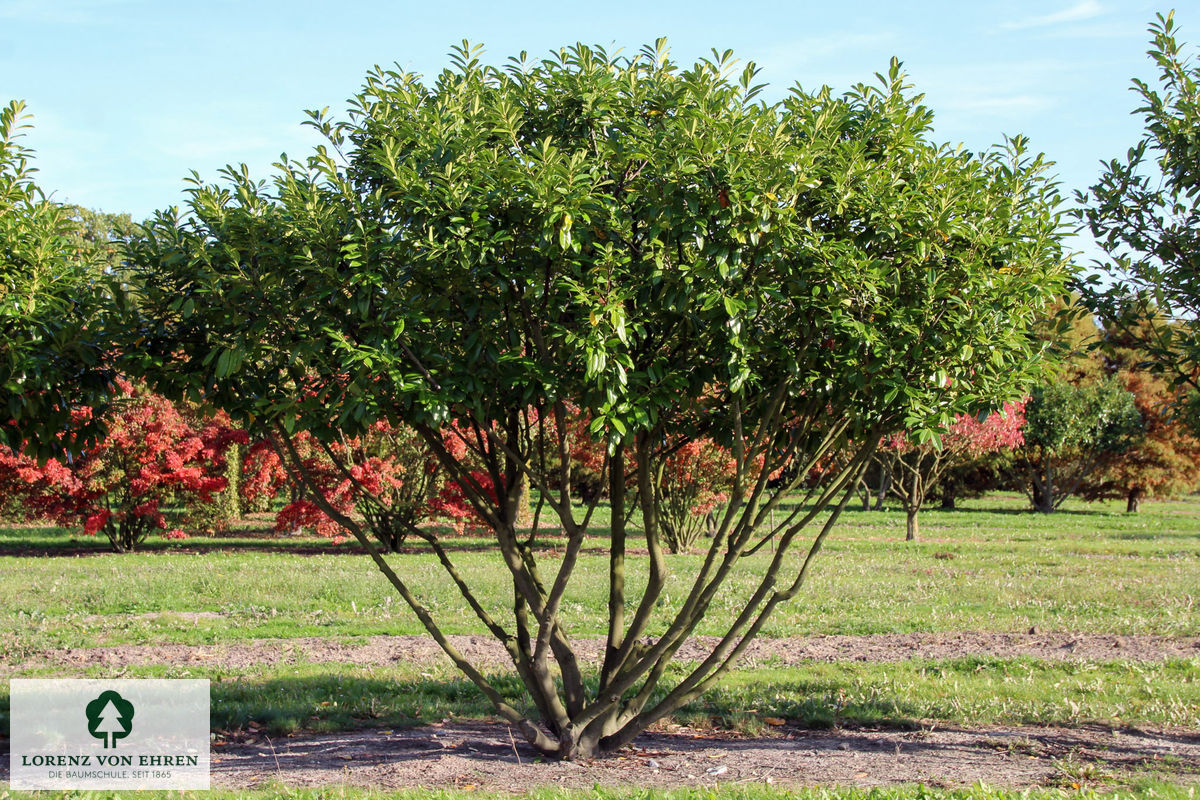 Prunus laurocerasus 'Novita'
